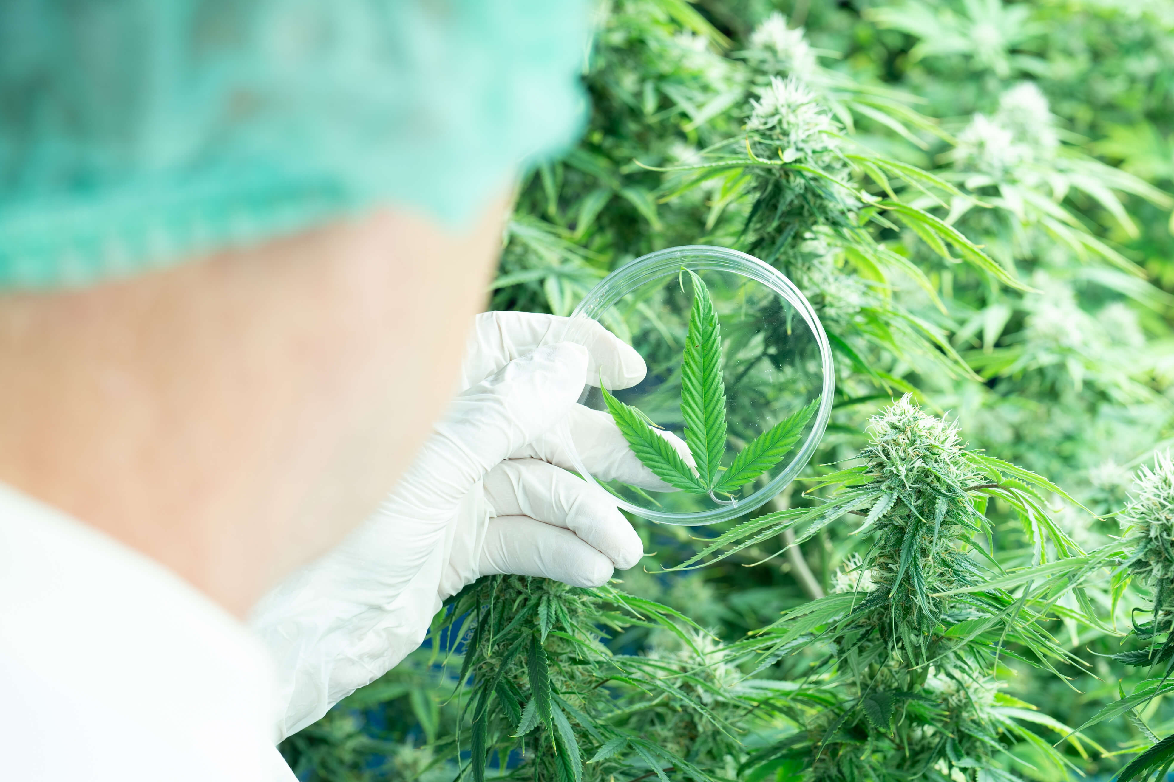 BioLeaf Health