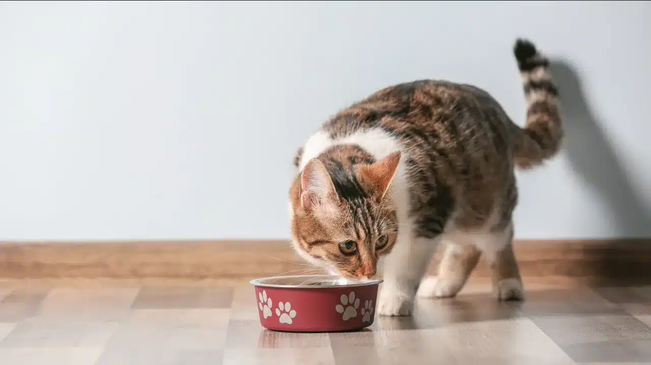 Gatto davanti alla ciotola durante un percorso nutrizionale
