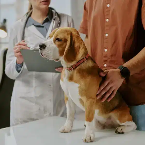 Cane durante una visita veterinaria