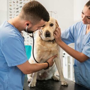 Due veterinari visitano un cane nella clinica Lampovet