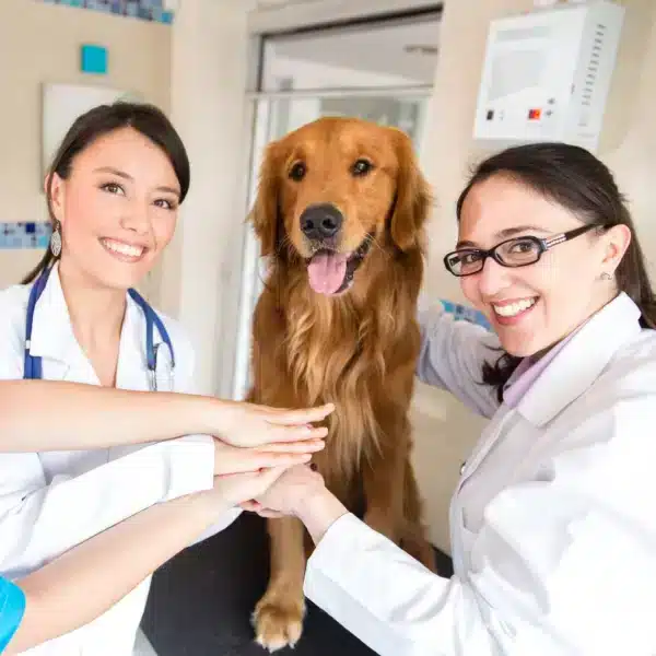 Team veterinario durante una visita con un cane